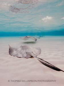 stingray city sunrise grand cayman underwater photography