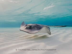 stingray city sunrise grand cayman underwater photography