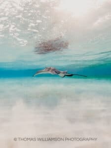 stingray city sunrise grand cayman underwater photography